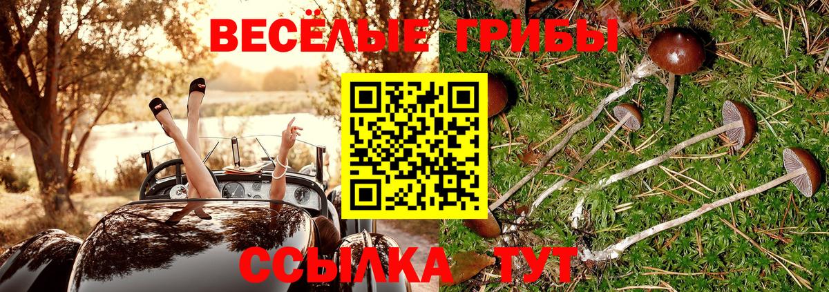 Шебекино  Галлюциногенные грибы Cubensis  Вход с VPN 